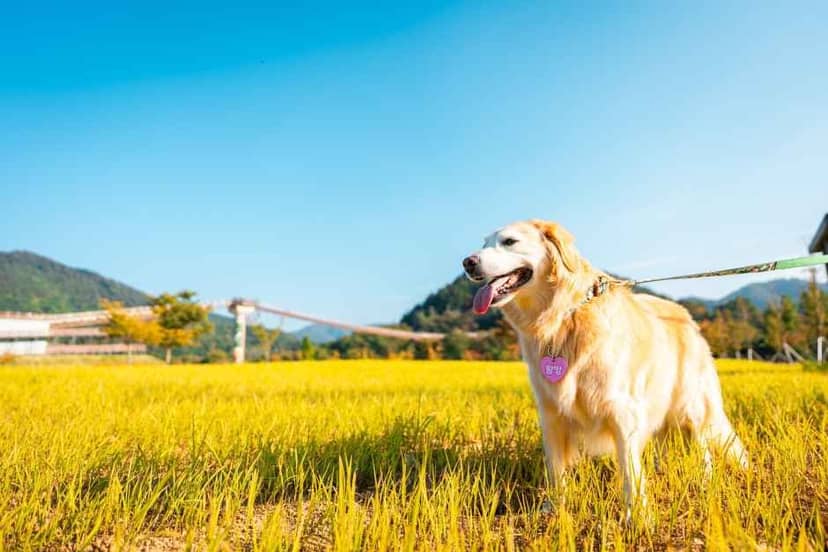 포천펫스타 사진